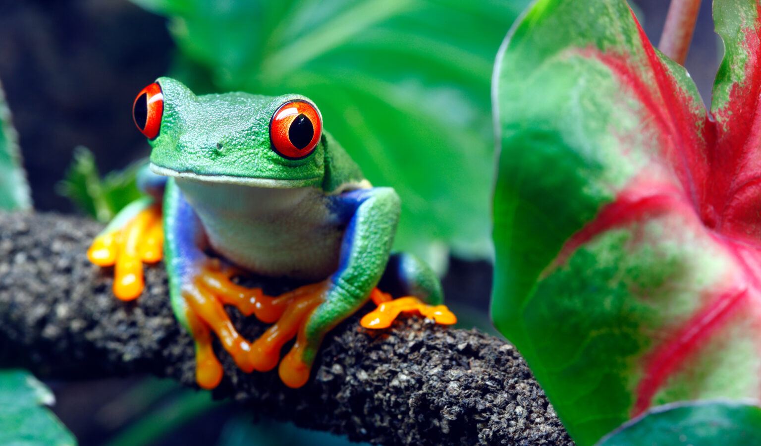 Red-Eyed Tree Frog — Costa Rica Biodiversity and Natural Environment